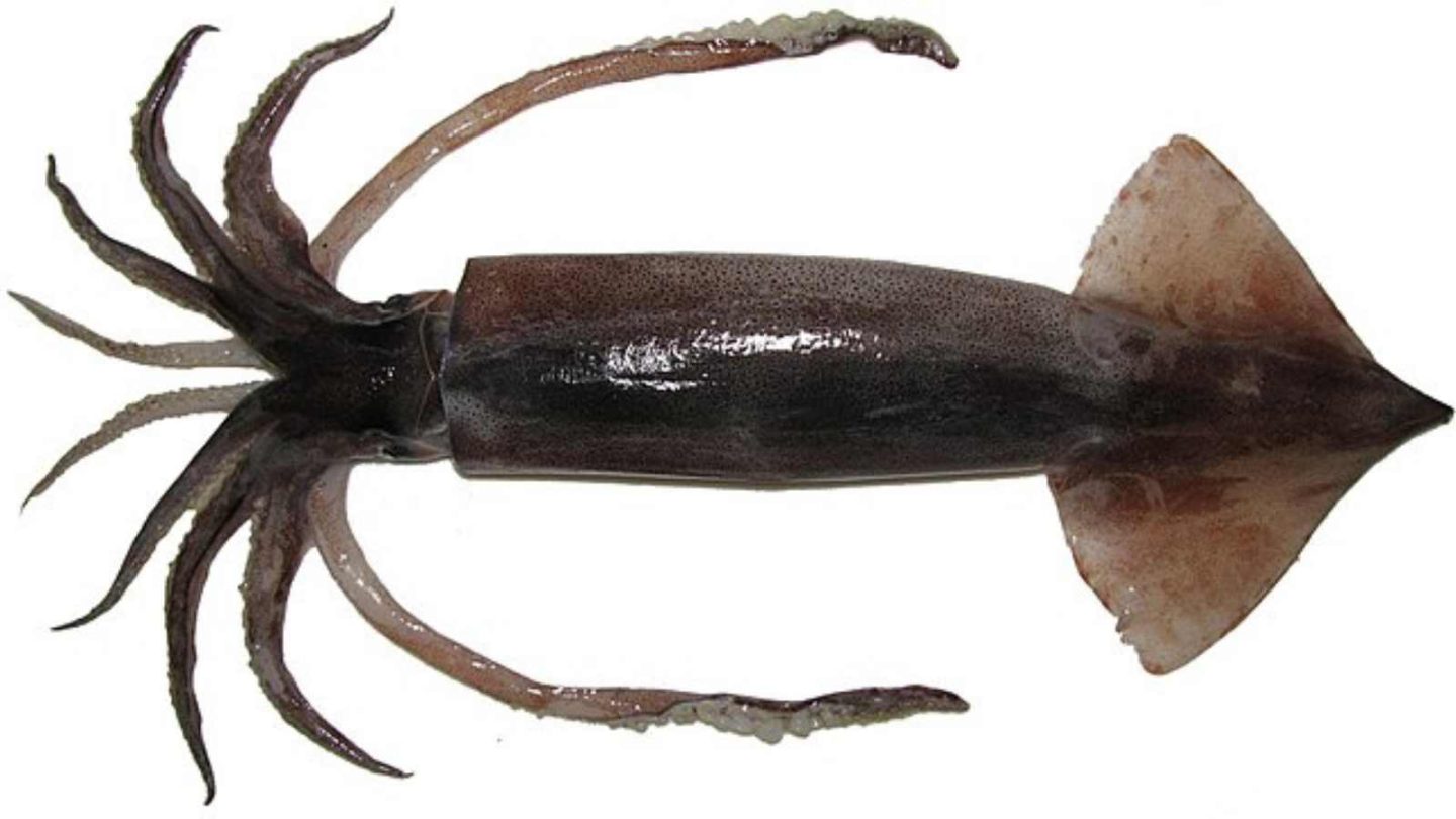 12 Fascinating Creatures That Can Fly Without Wings