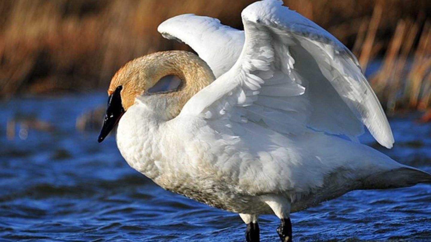 The Largest Flying Birds on Earth