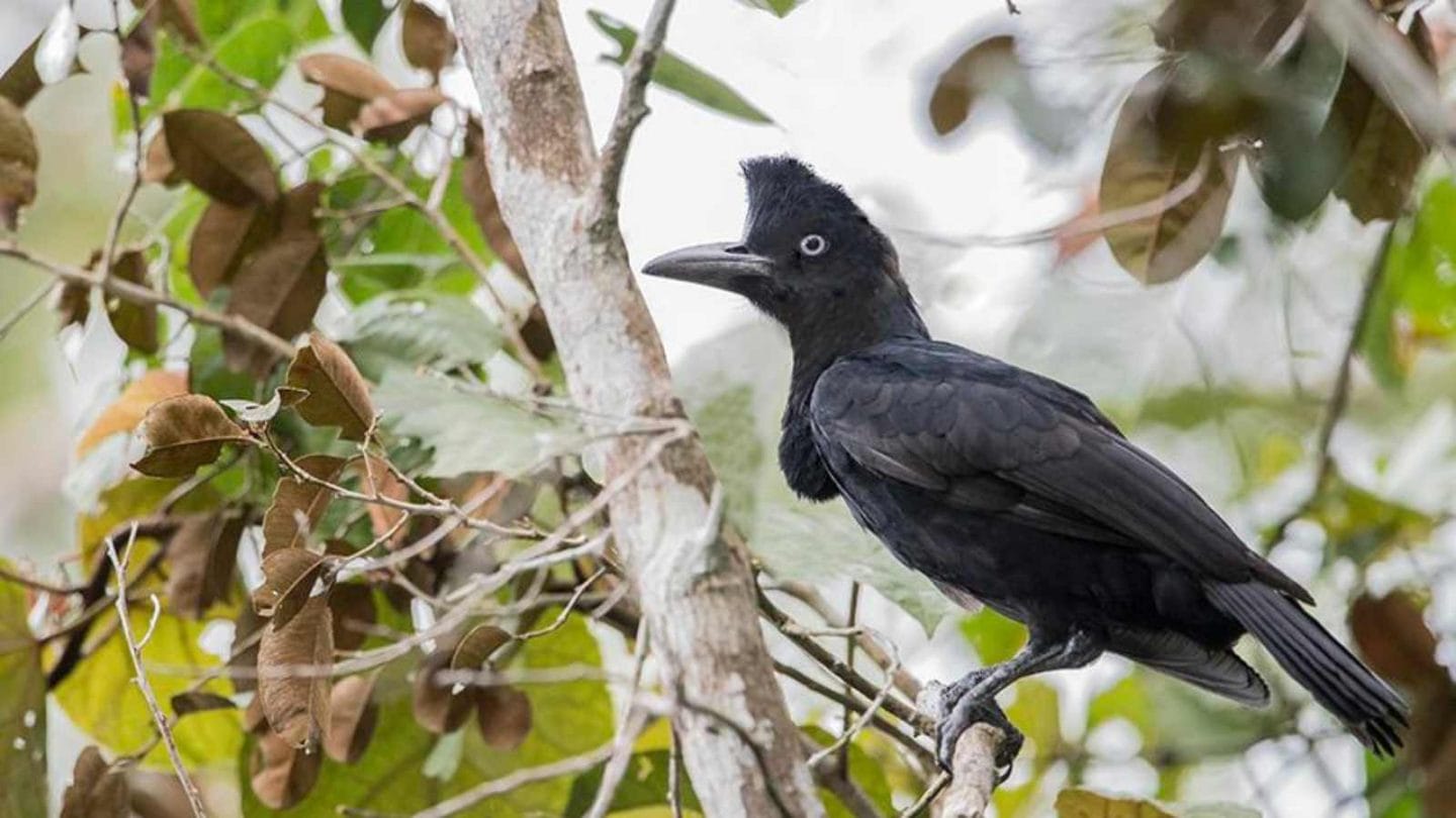 12 Fascinating Creatures That Can Fly Without Wings