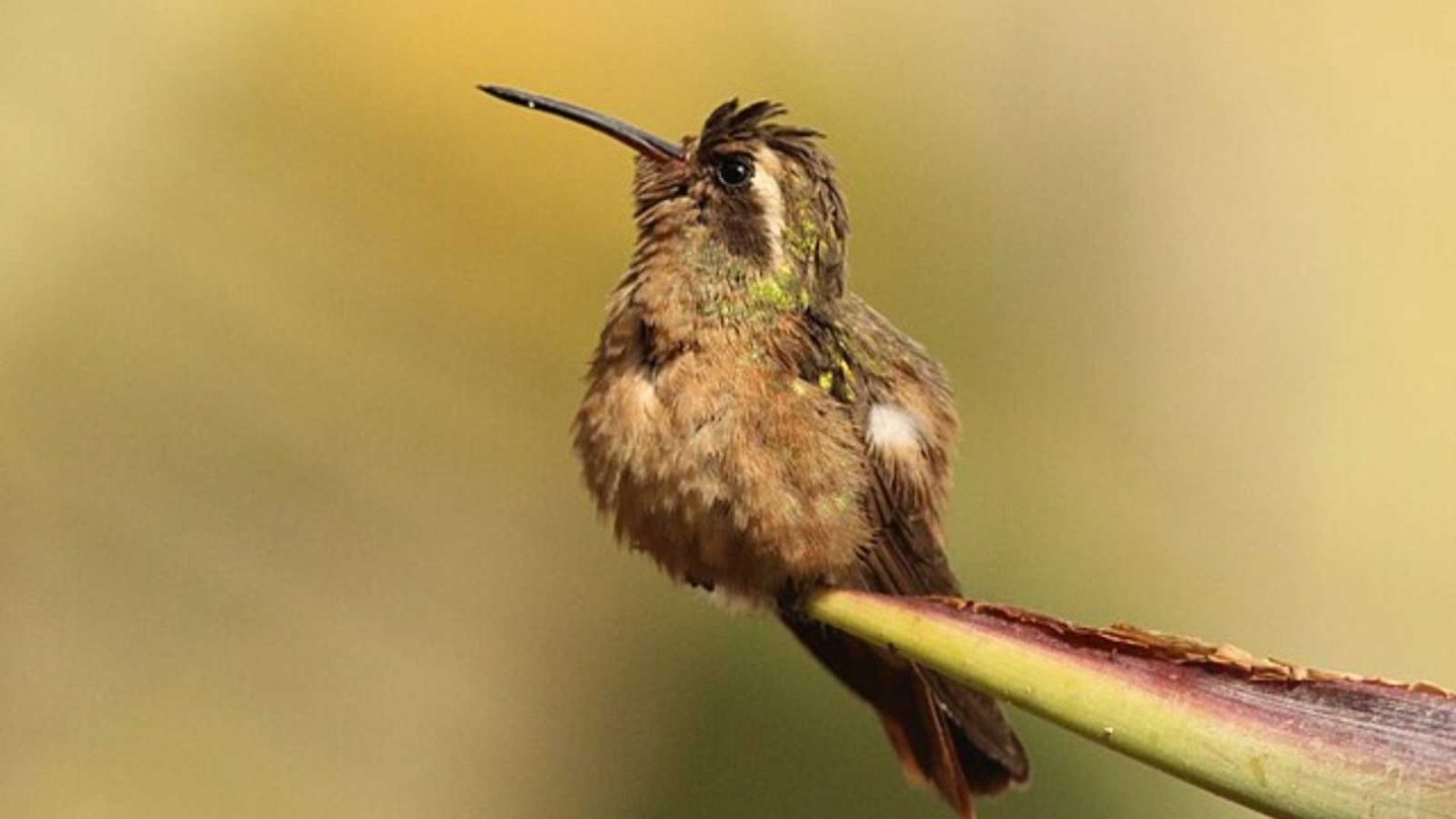 Unique Animals That Start With the Letter ‘X’