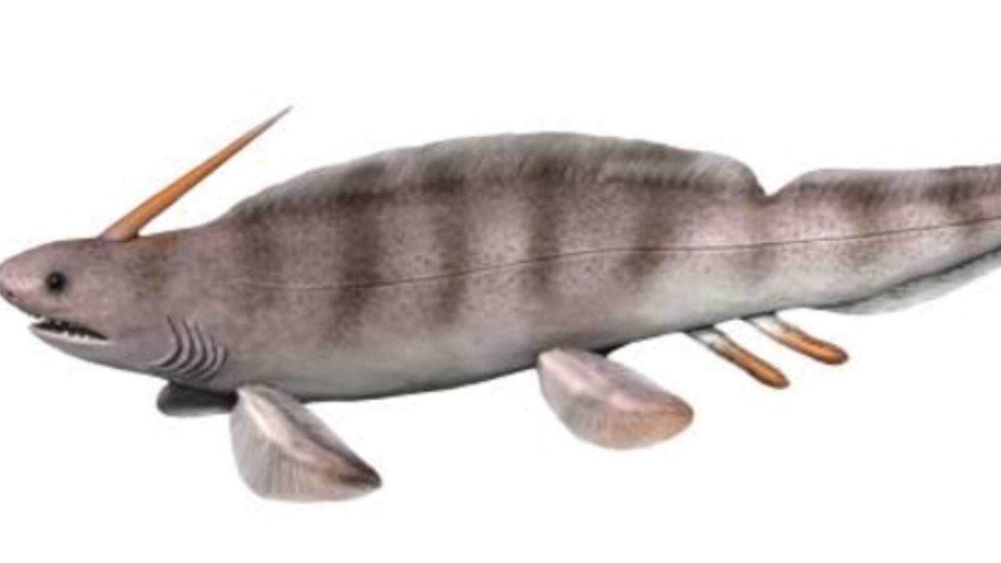 Unique Animals That Start With the Letter ‘X’