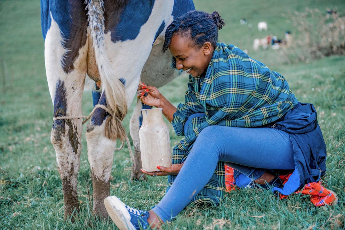 A woman milking a cow by hand in a grassy pasture on a summer day.