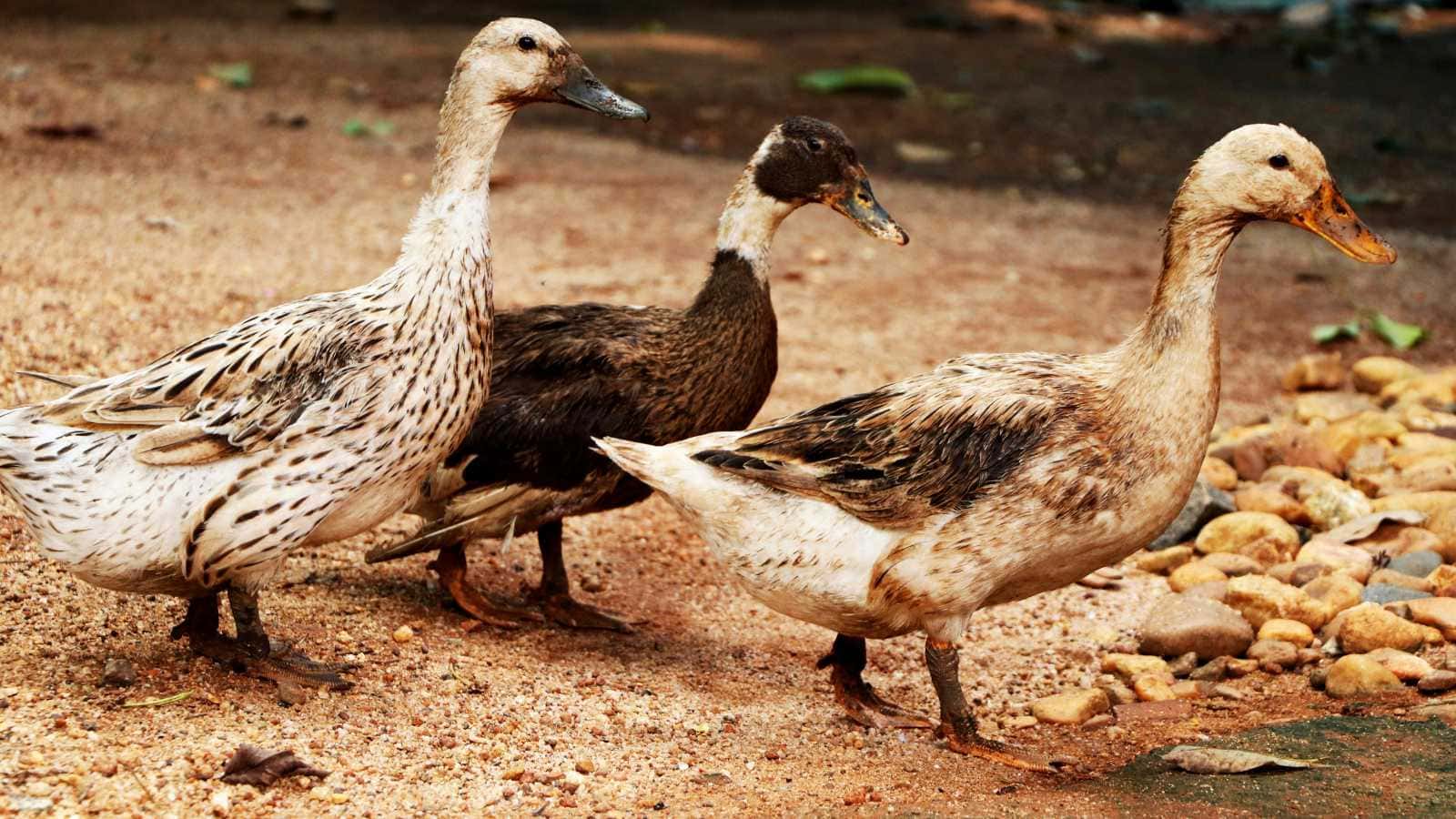 Animals You Should Never Release Back Into the Wild