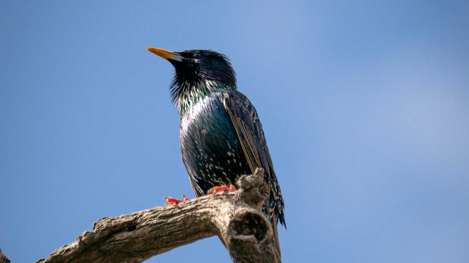 Animals You Should Never Release Back Into the Wild