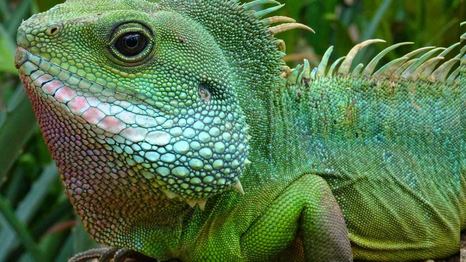 Animals You Should Never Release Back Into the Wild
