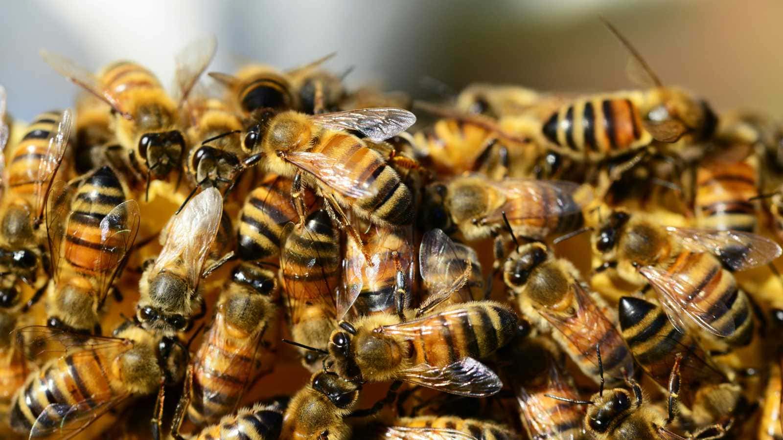Animals You Should Never Release Back Into the Wild