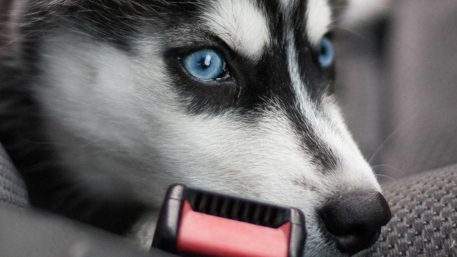 Essential Tips for Traveling with Your Furry Friend