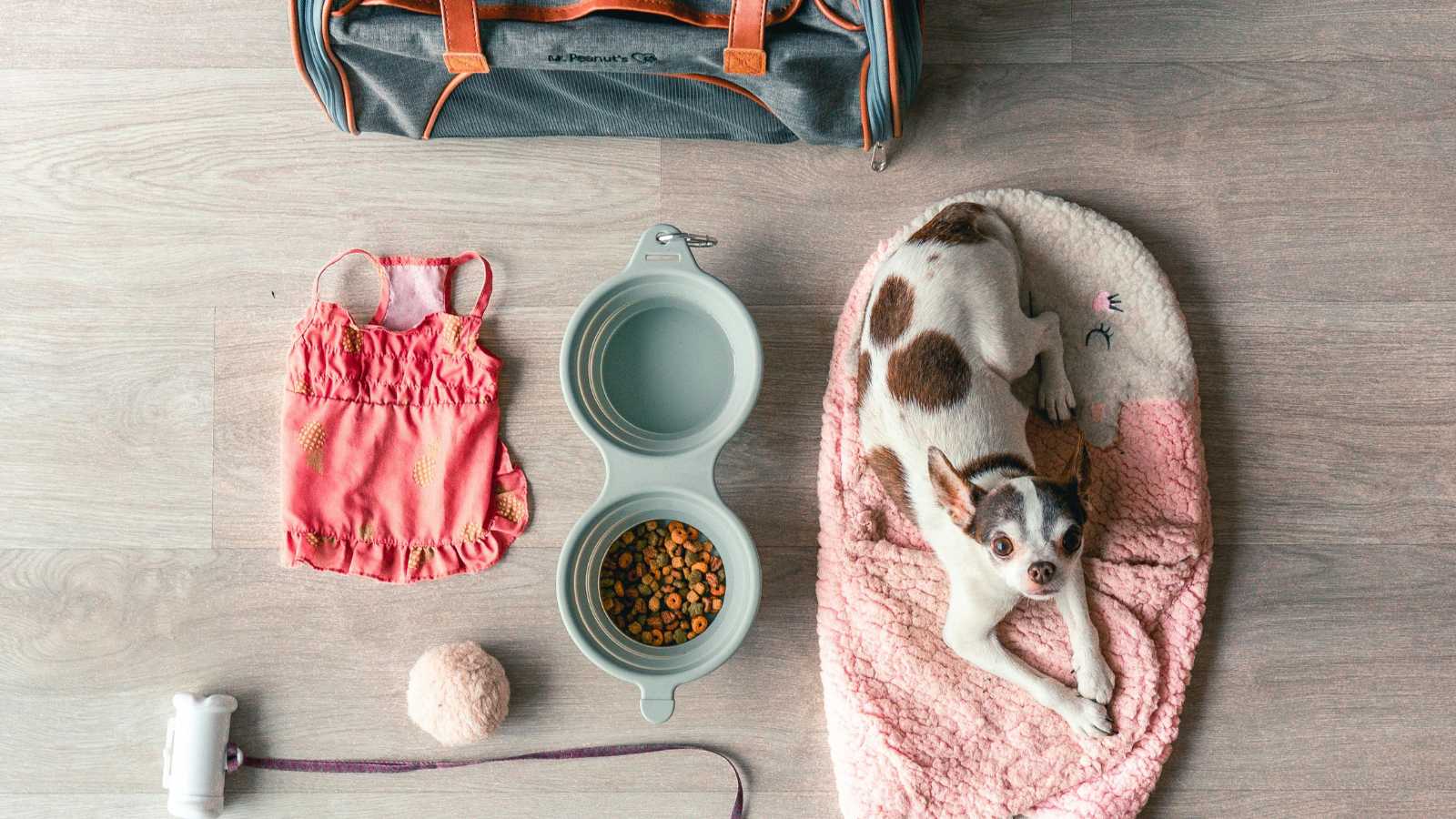 Essential Tips for Traveling with Your Furry Friend