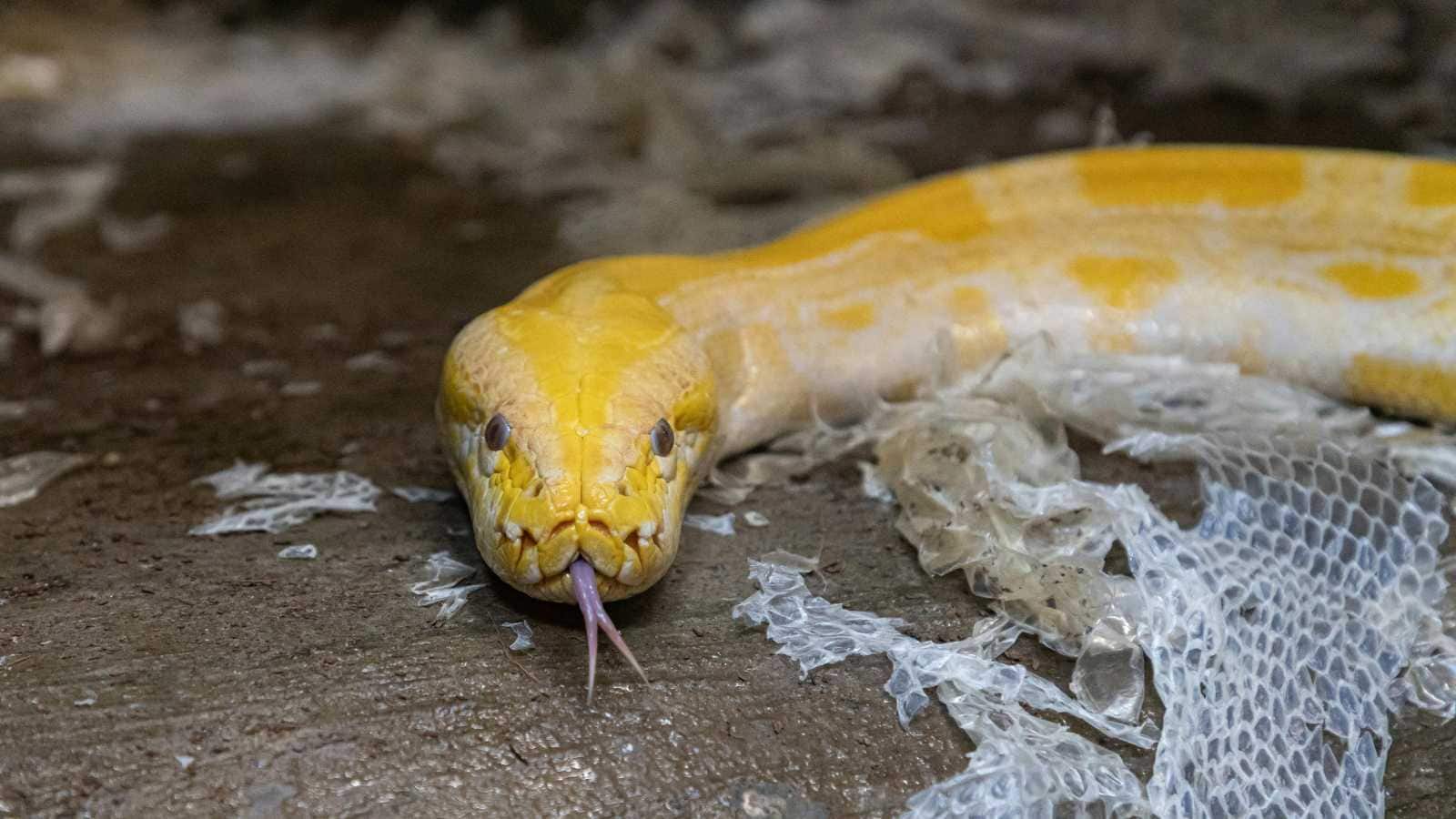 Animals You Should Never Release Back Into the Wild