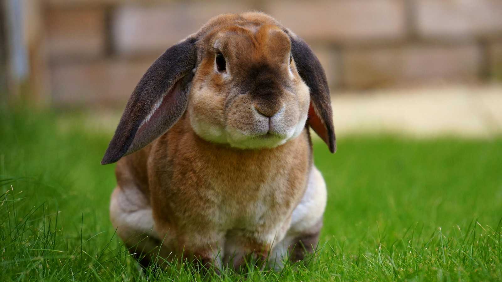17 Incredibly Friendly Animals That Actually Enjoy Hanging Out With Humans