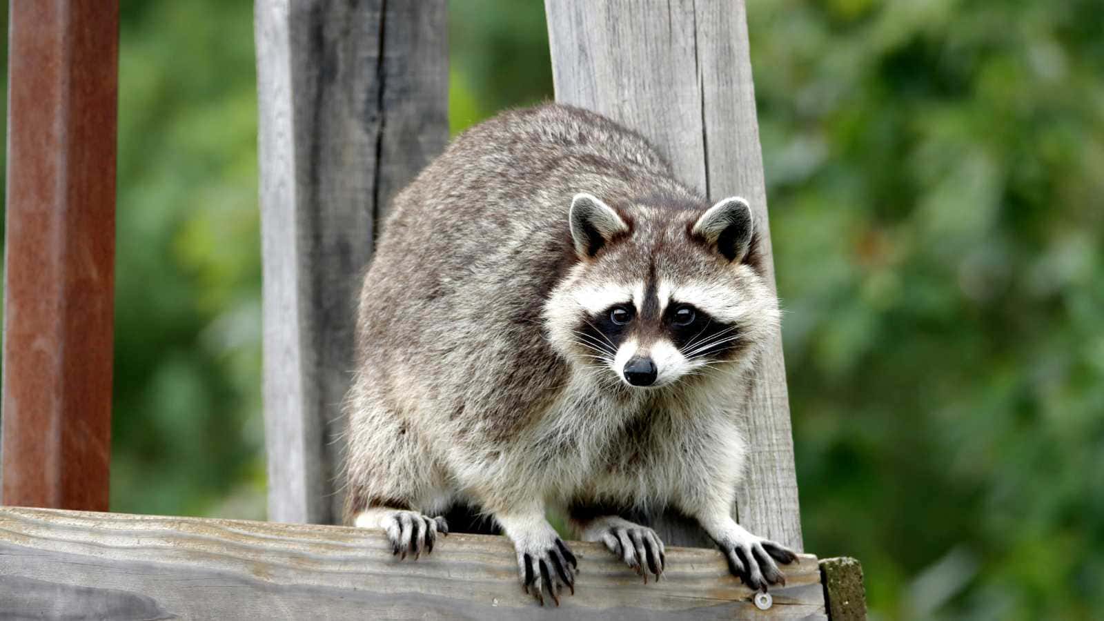 Animals You Should Never Release Back Into the Wild