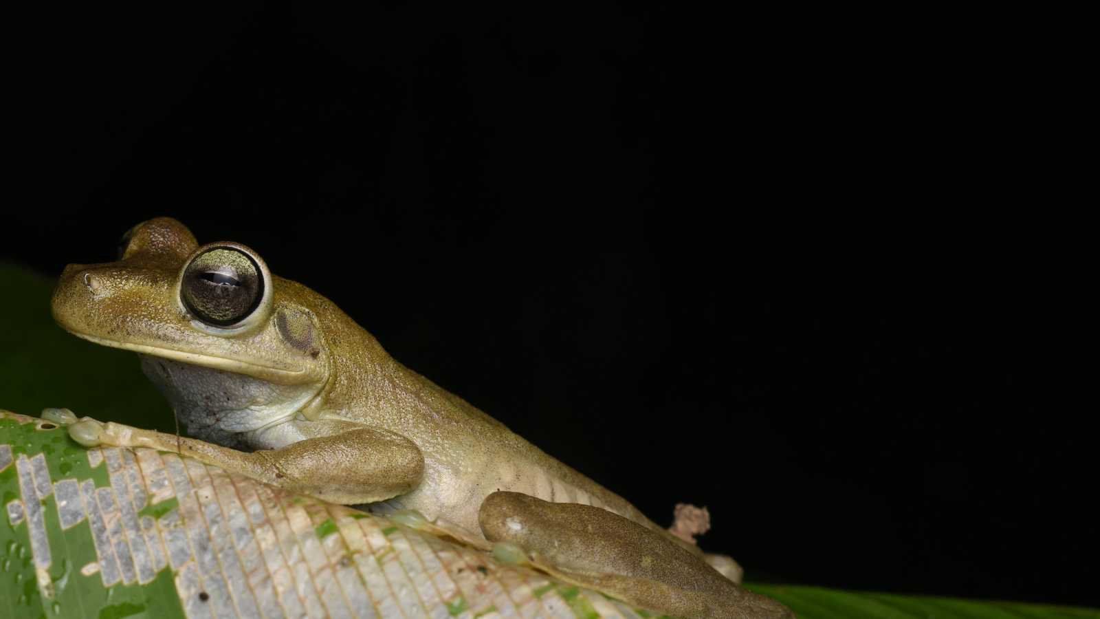 Animals You Should Never Release Back Into the Wild