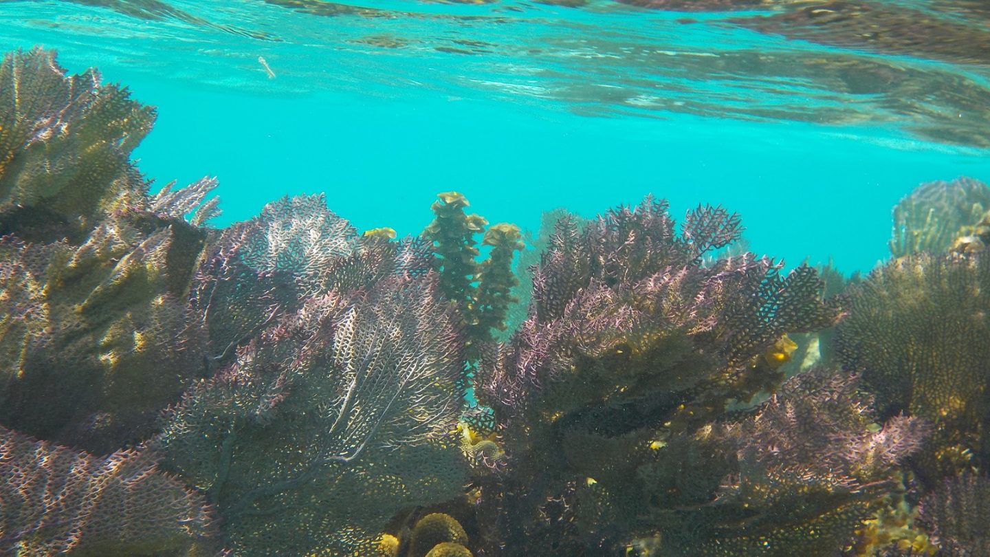 Belize Barrier Reef, Belize