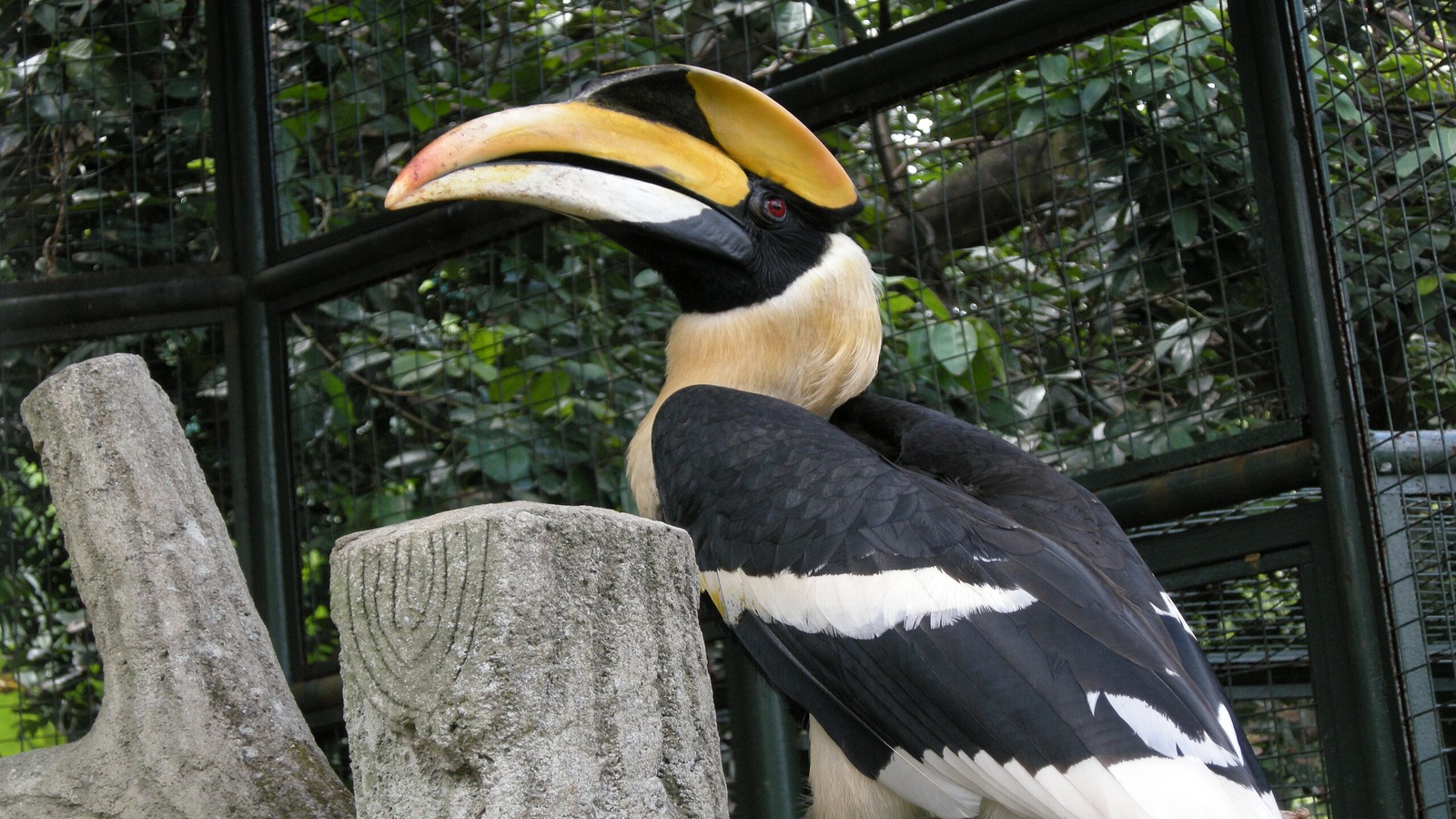 Hornbill