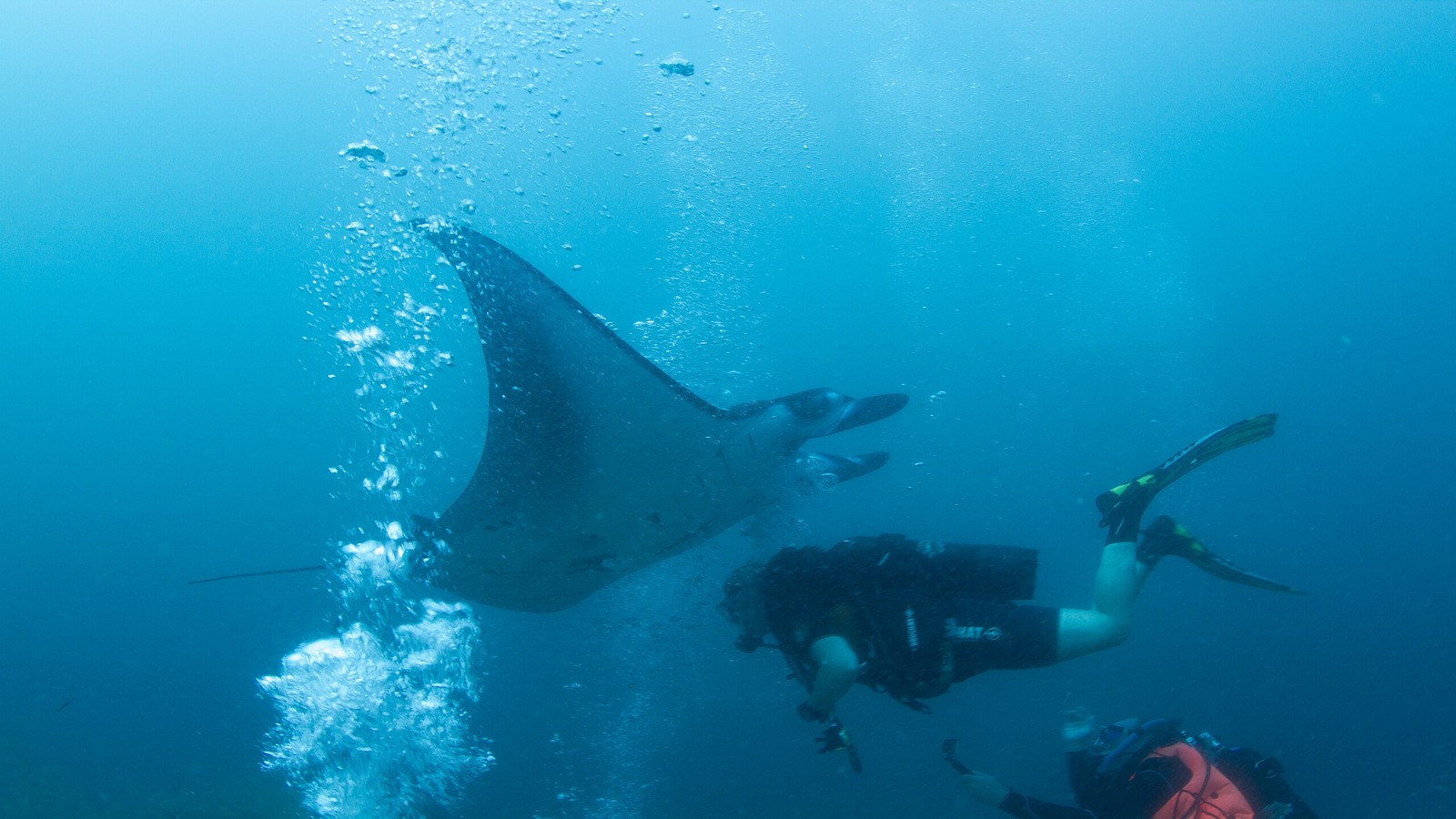 Manta Ray