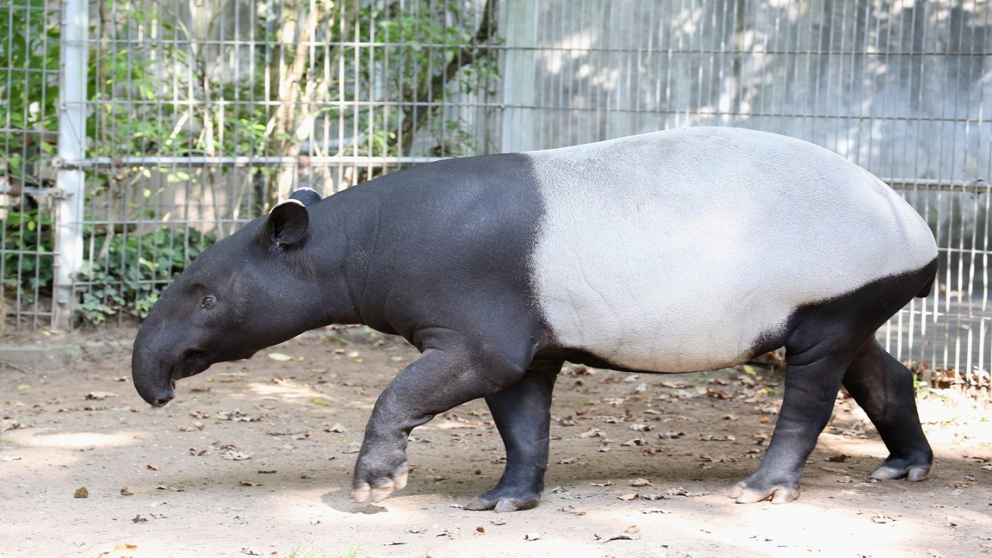 Malayan Tapirs