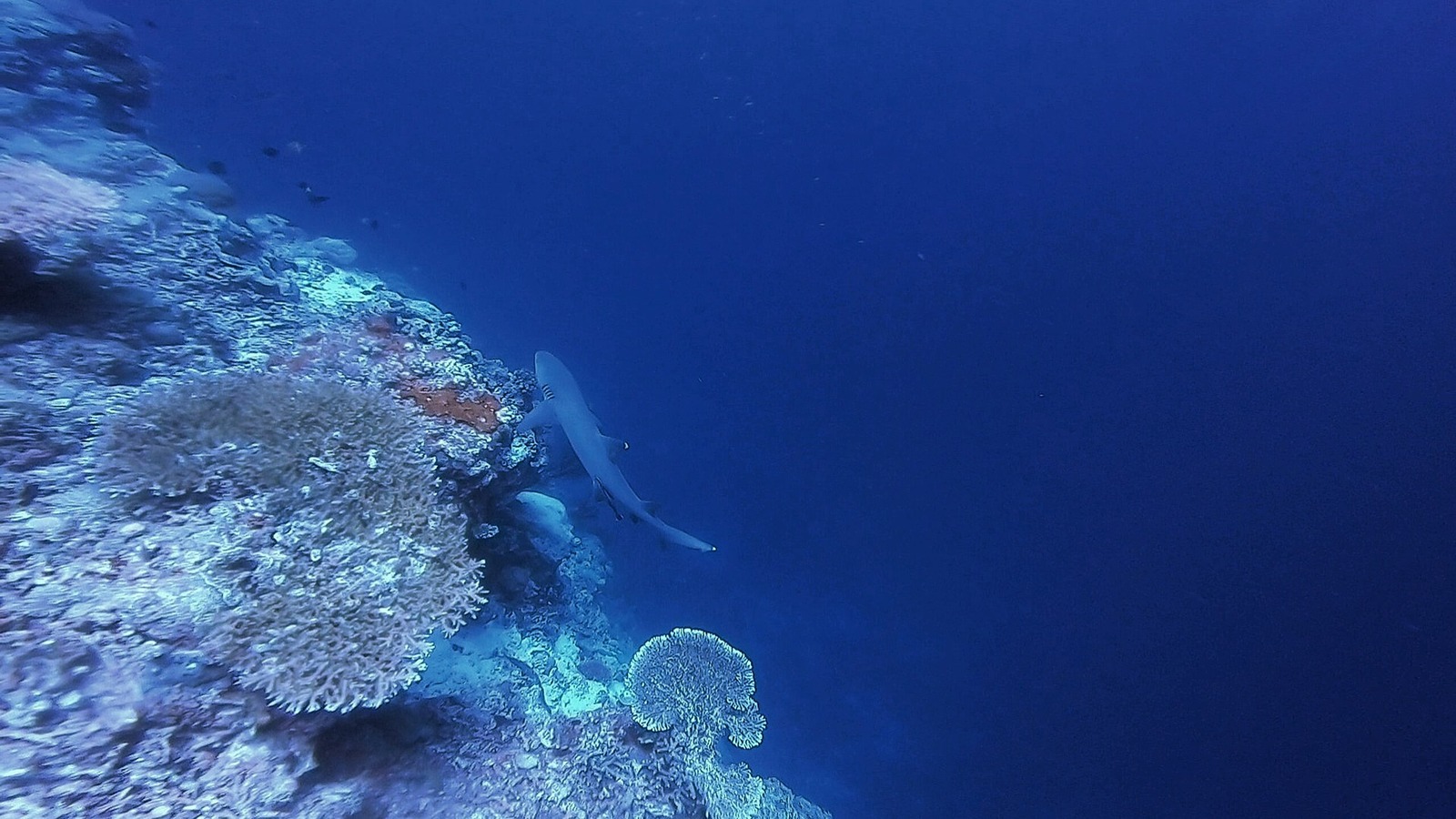 Apo Reef, Philipines
