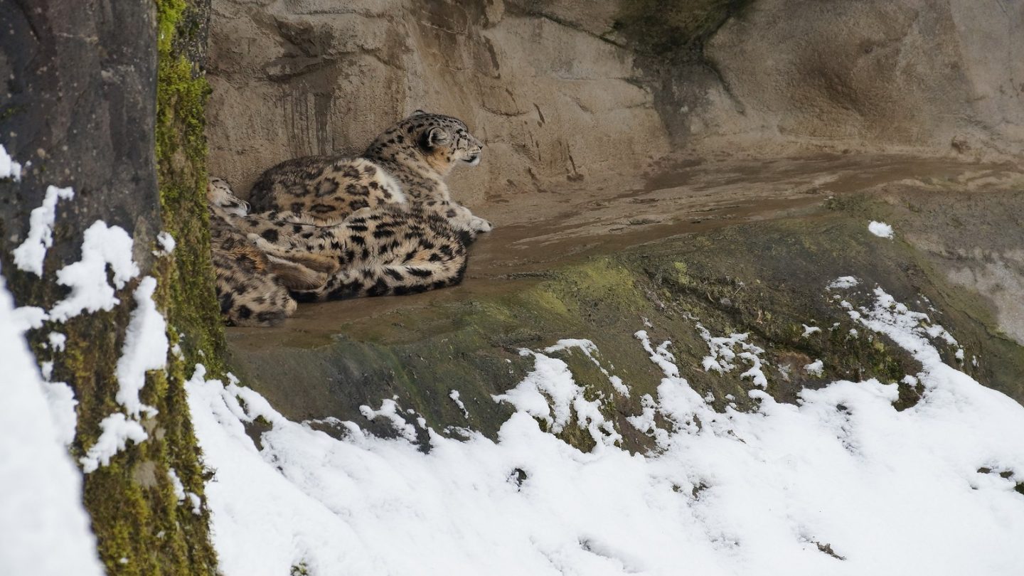 Unforgettable Animal Encounters You Need to Experience Around the World