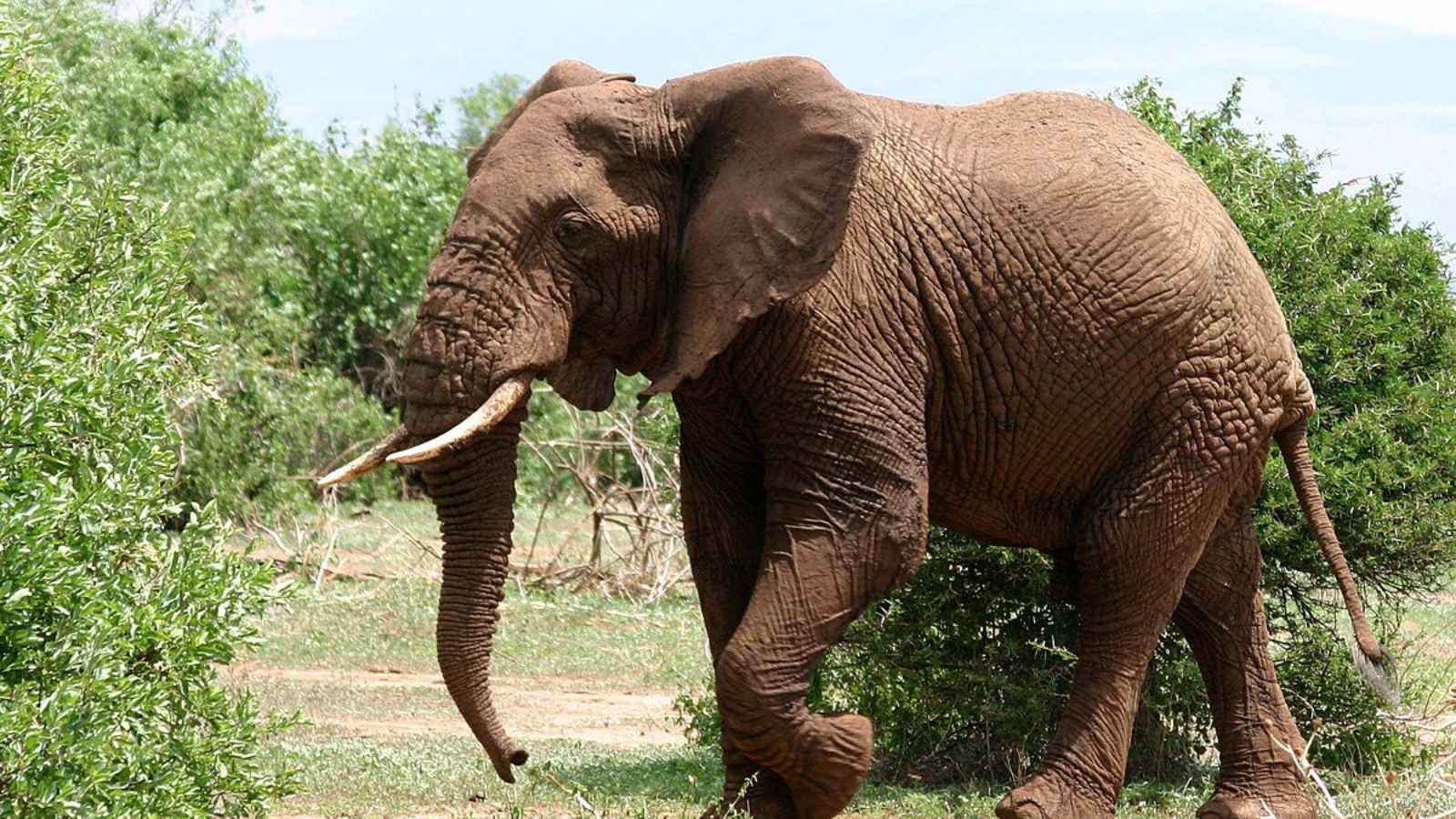 10 Wild Animals That Are Just Too Wholesome for This World