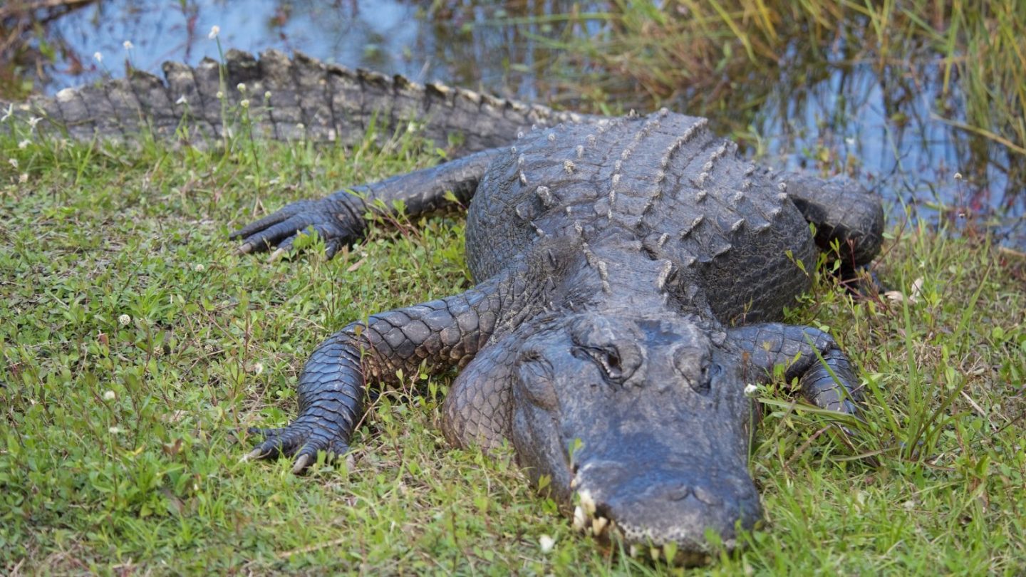 The U.S. States Where Nature’s Deadliest Creatures Lurk