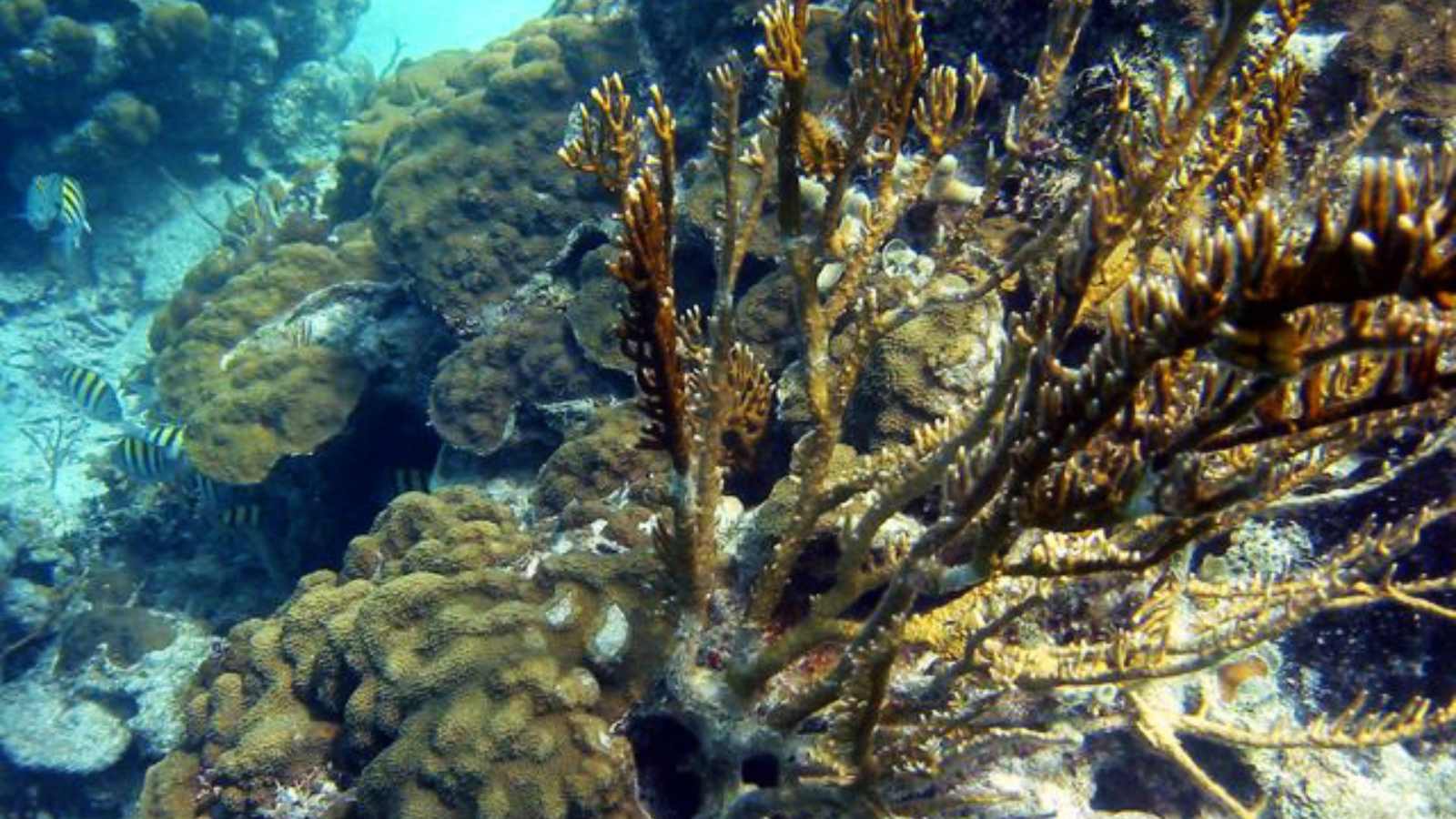 Dive Into Paradise: 15 Unforgettable Snorkeling Destinations You Need to Explore