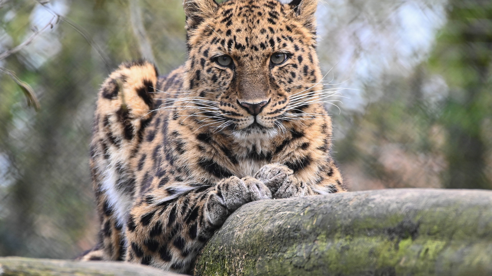 Deadliest Animals People Dare to Keep as Pets