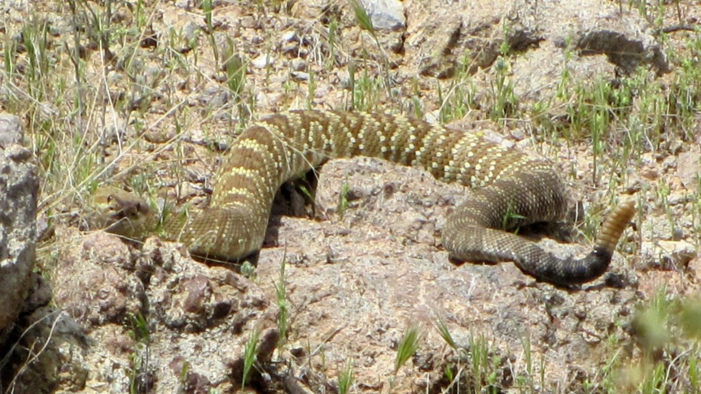 U.S. States Crawling With the Most Rattlesnakes – Are You Living in One?