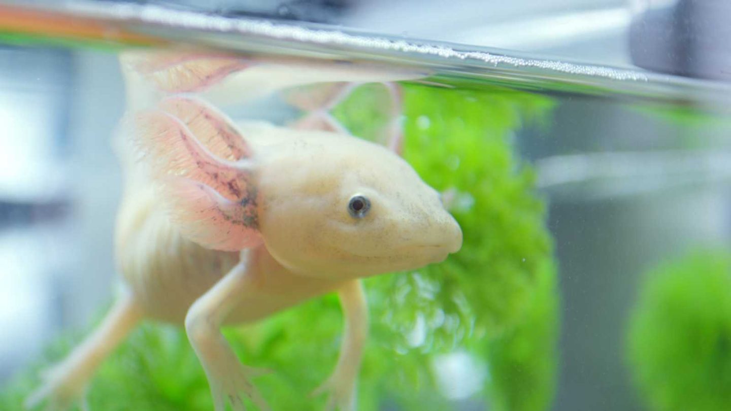 Incredibly Rare Animals You’ll Only Find in These Extraordinary Places  