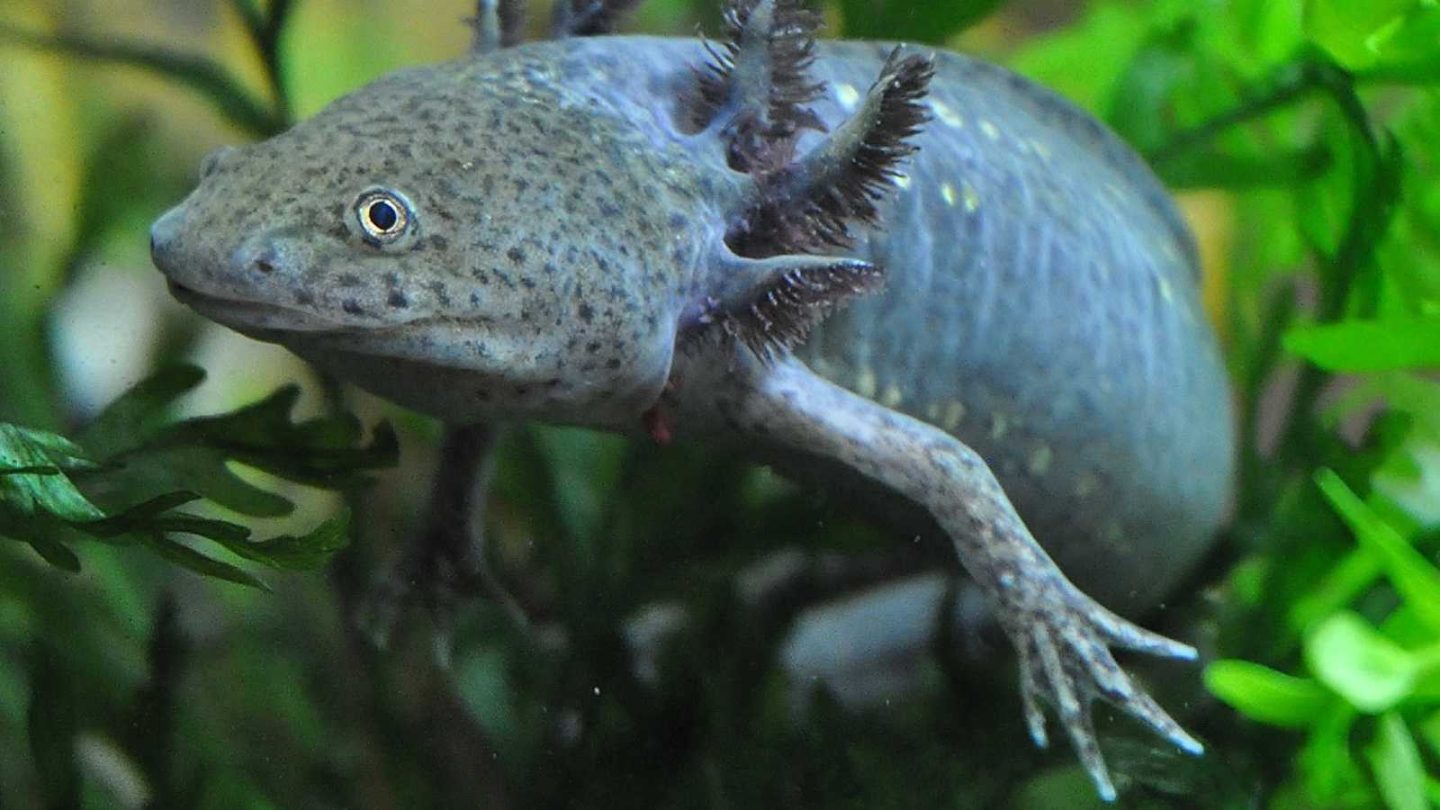 Incredibly Rare Animals You’ll Only Find in These Extraordinary Places