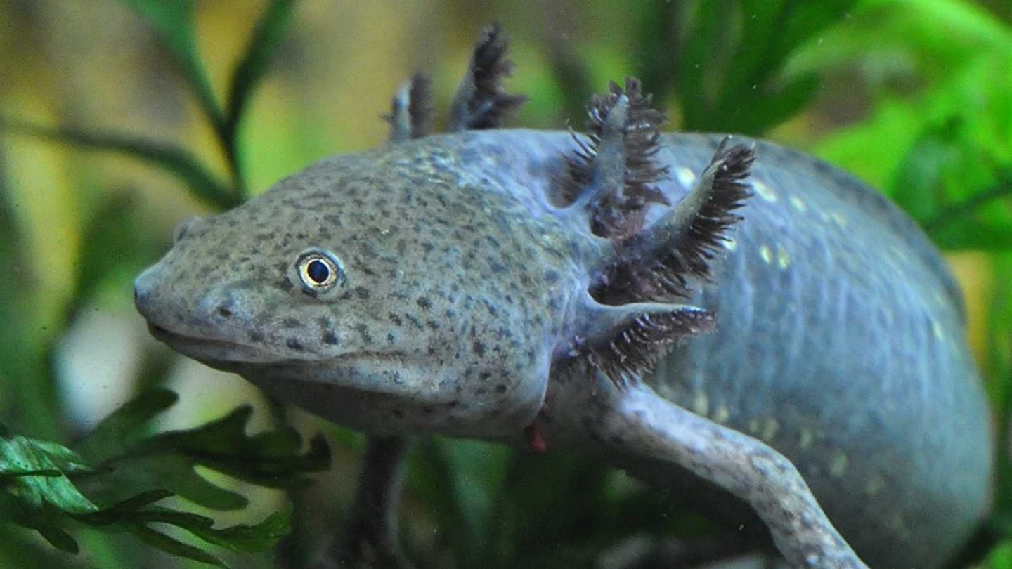 Wild Animals You Can Legally Keep as Pets in the U.S.