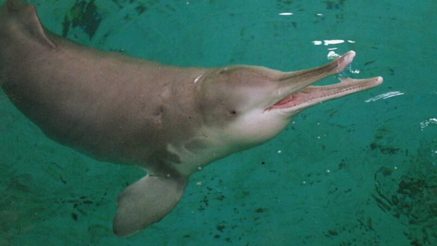 Remarkable Animals That Disappeared Forever in the Last 150 Years  