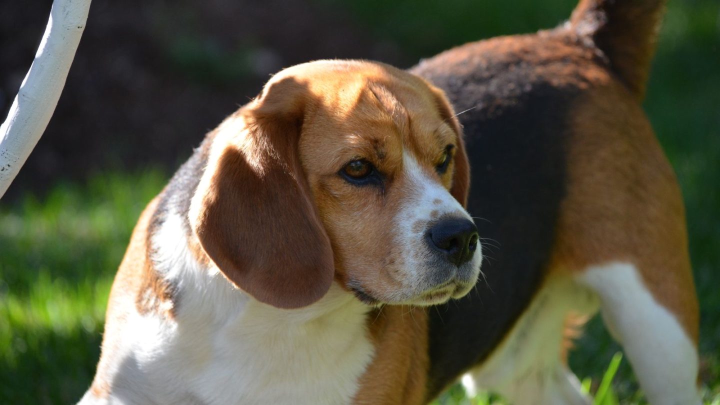 Dog Breeds Prone to Stress and Hate Being Left Alone When You Travel – Is Yours on the List