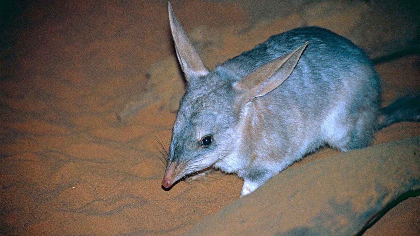 12 Fascinating Animals You’ll Only Find in Australia
