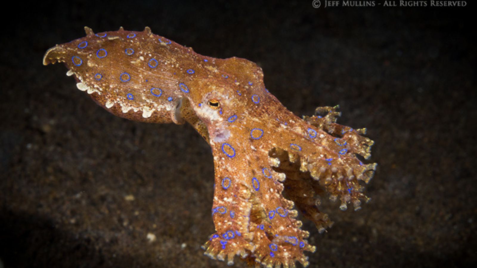 Epic Spots to Swim With Unique Marine Creatures (No Sharks or Dolphins)