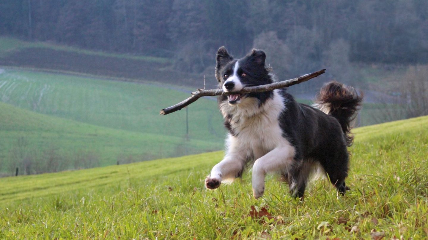 Dog Breeds Prone to Stress and Hate Being Left Alone When You Travel – Is Yours on the List