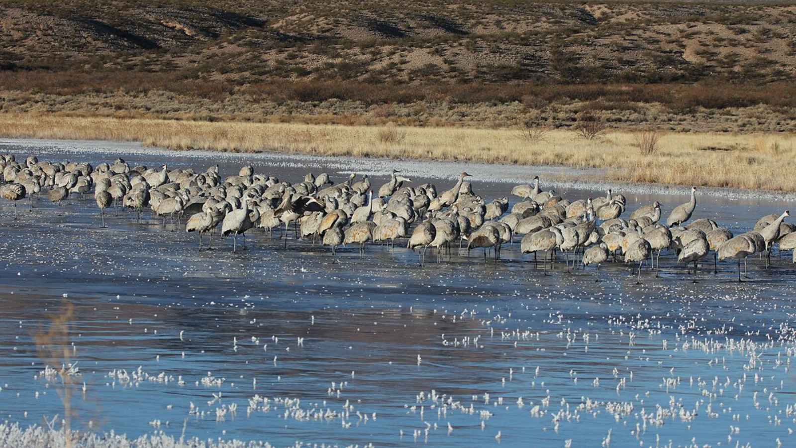 12 Must-Visit Places for Bird-Watching Enthusiasts in America