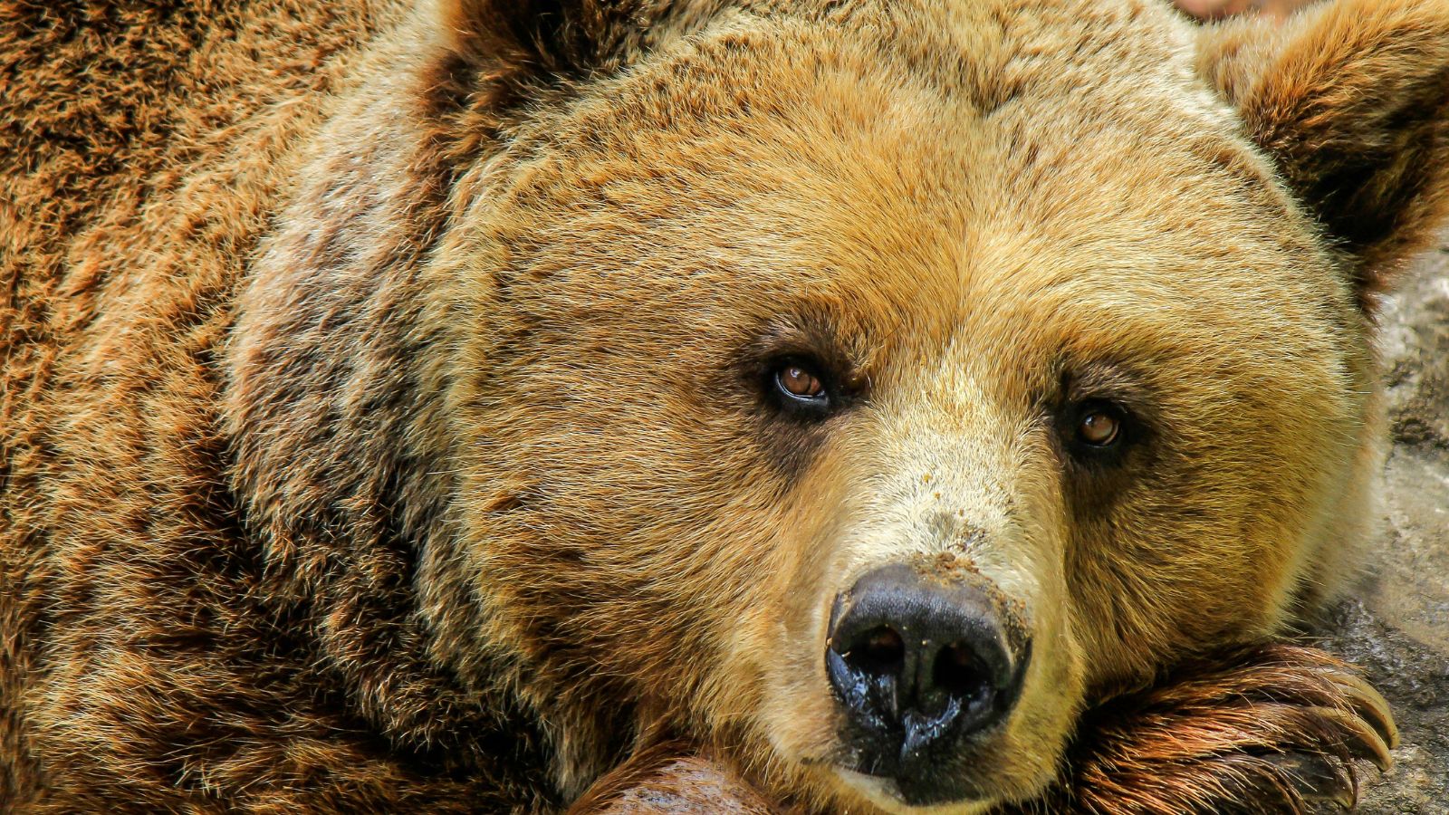 Deadliest Animals People Dare to Keep as Pets