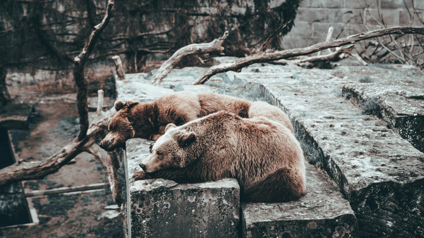 Deadliest Animals People Dare to Keep as Pets