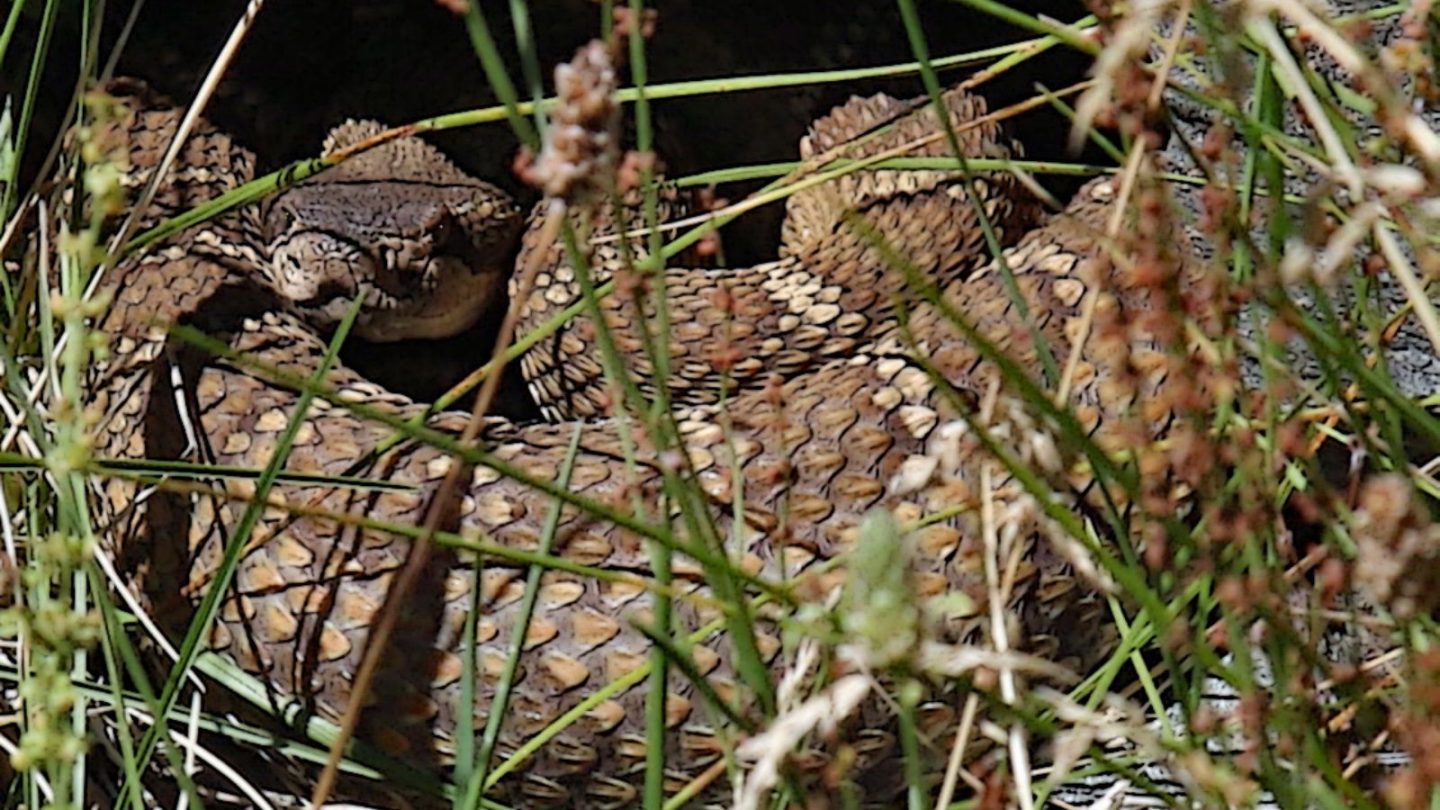 U.S. States Crawling With the Most Rattlesnakes – Are You Living in One?