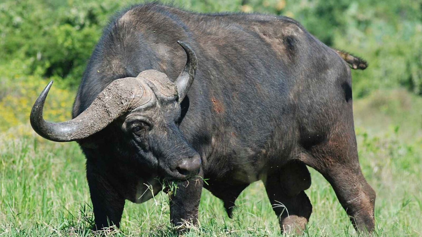 13 Dangerous Mammals You’d Never Want to Face in the Wild