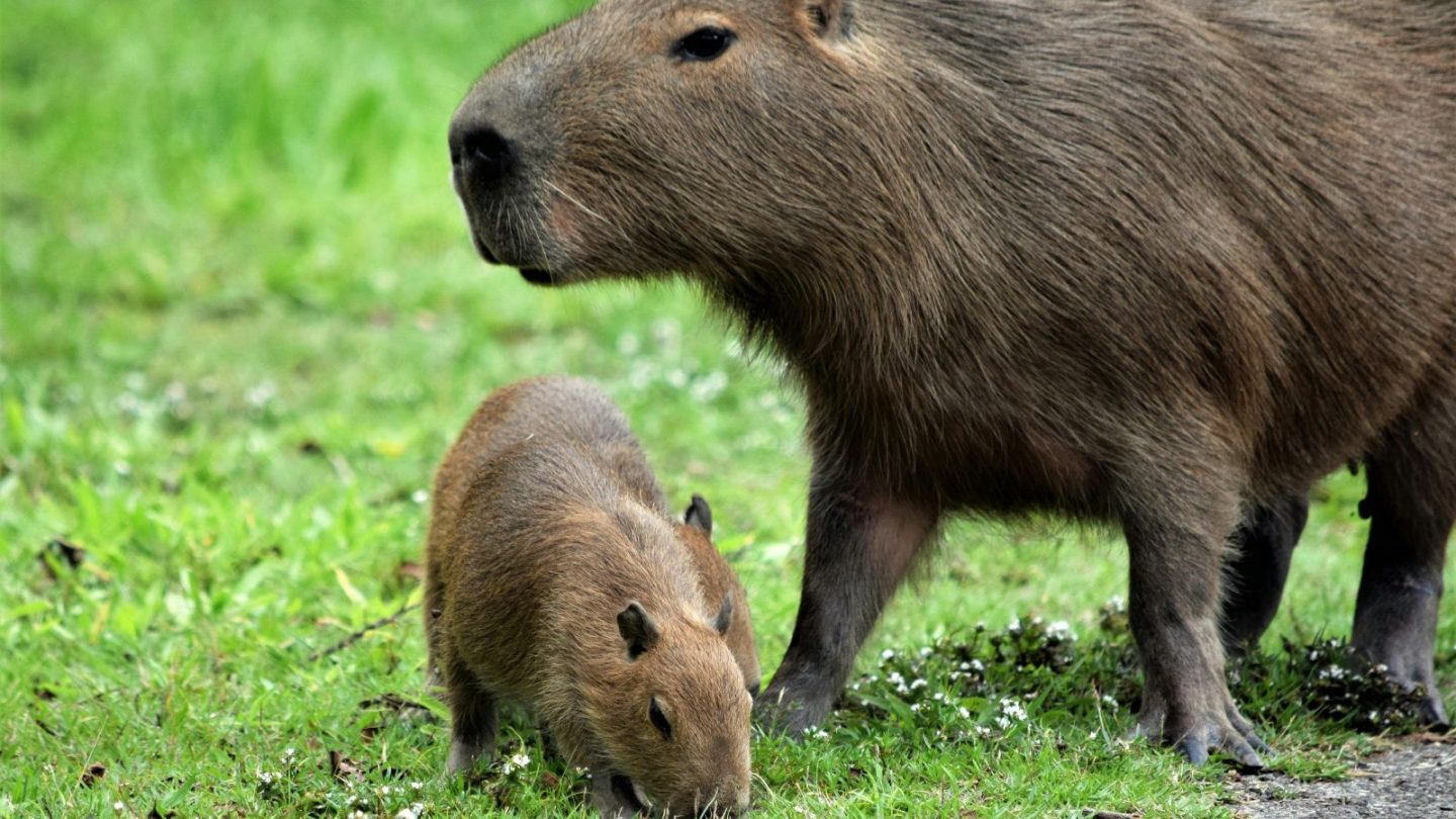 Wild Animals You Can Legally Keep as Pets in the U.S.