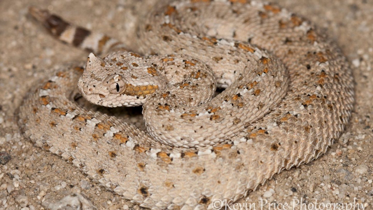 U.S. States Crawling With the Most Rattlesnakes – Are You Living in One?