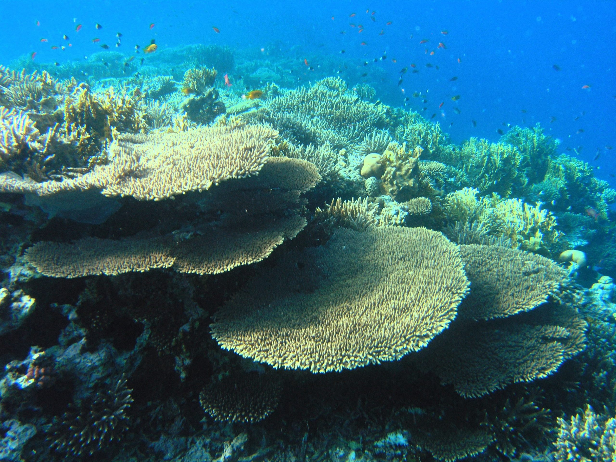 Coral_Reef_in_the_Red_Sea
