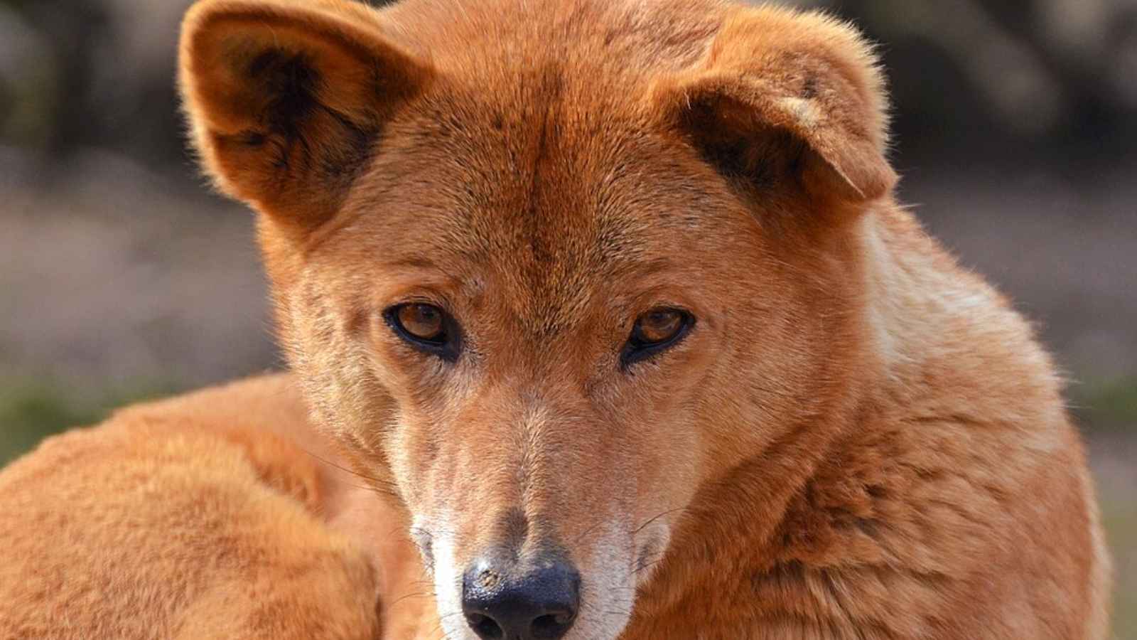 12 Fascinating Animals You’ll Only Find in Australia
