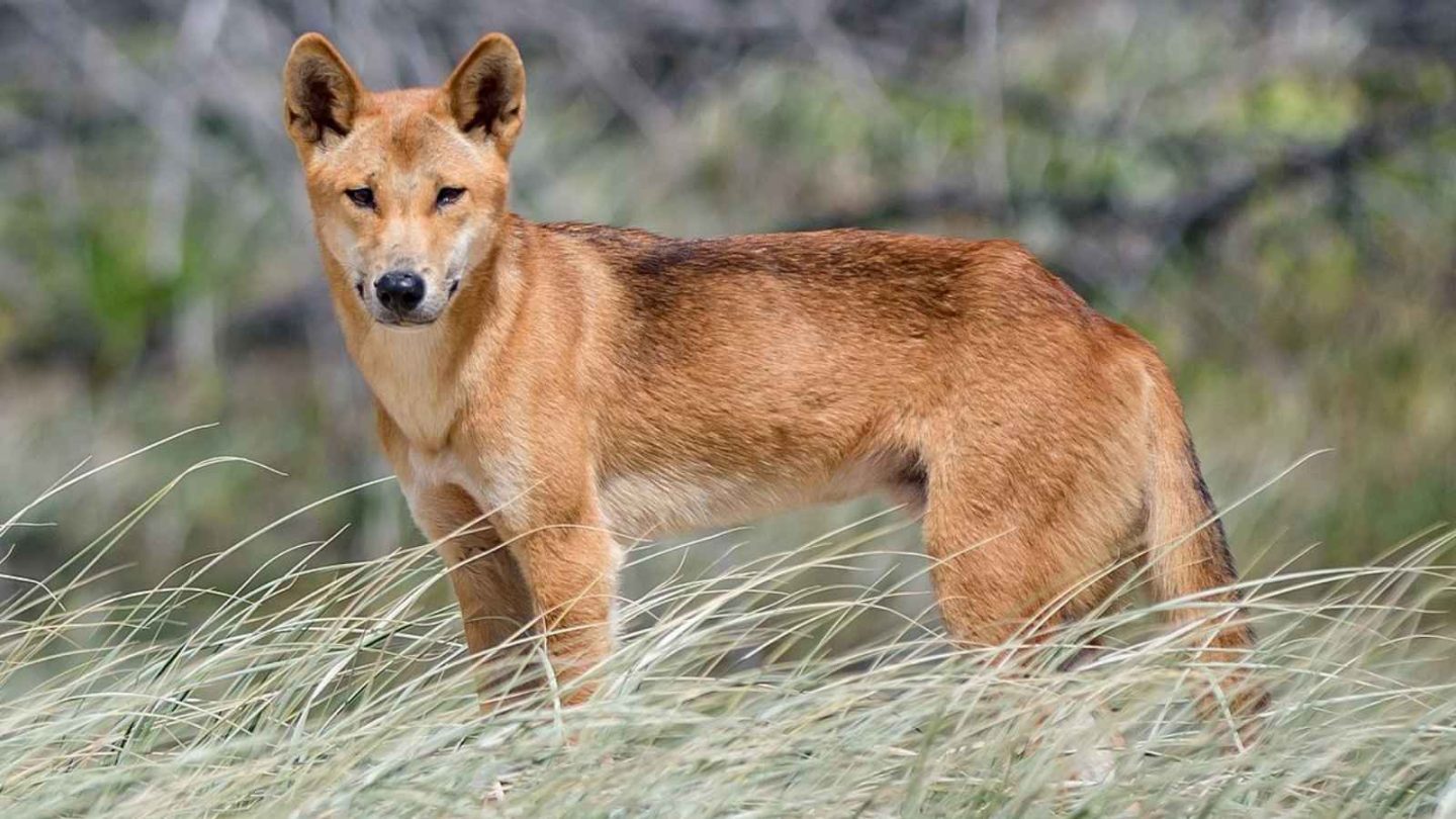 12 Fascinating Animals You’ll Only Find in Australia