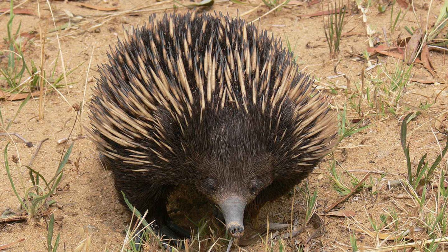 12 Fascinating Animals You’ll Only Find in Australia