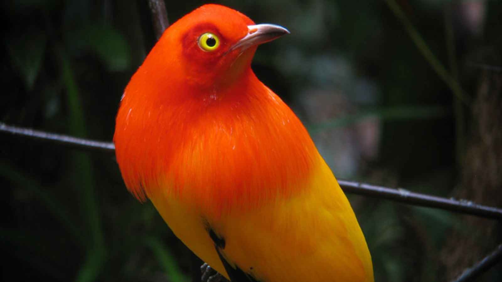 12 of the World’s Most Beautiful Birds You Need to See