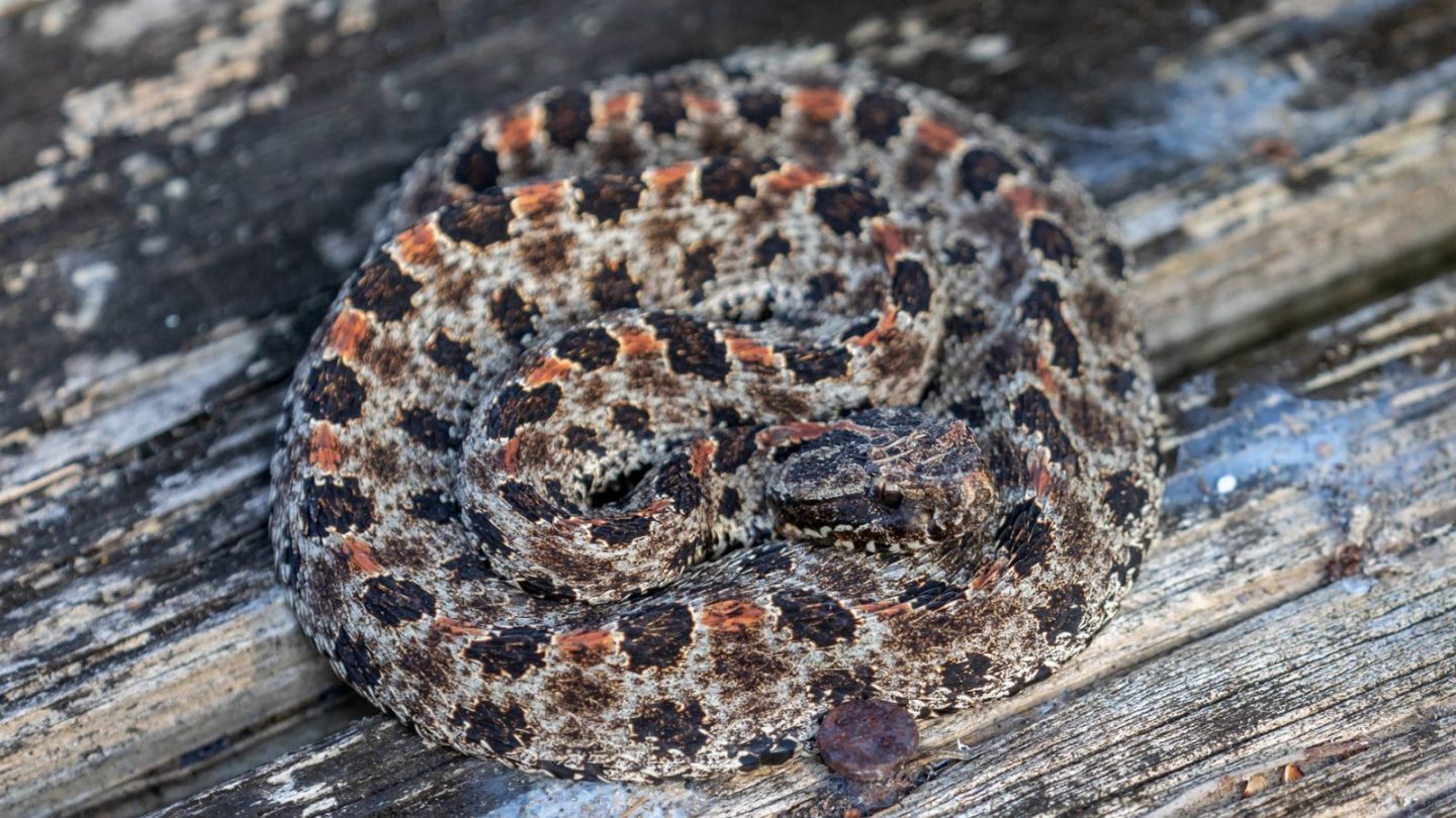 U.S. States Crawling With the Most Rattlesnakes – Are You Living in One?