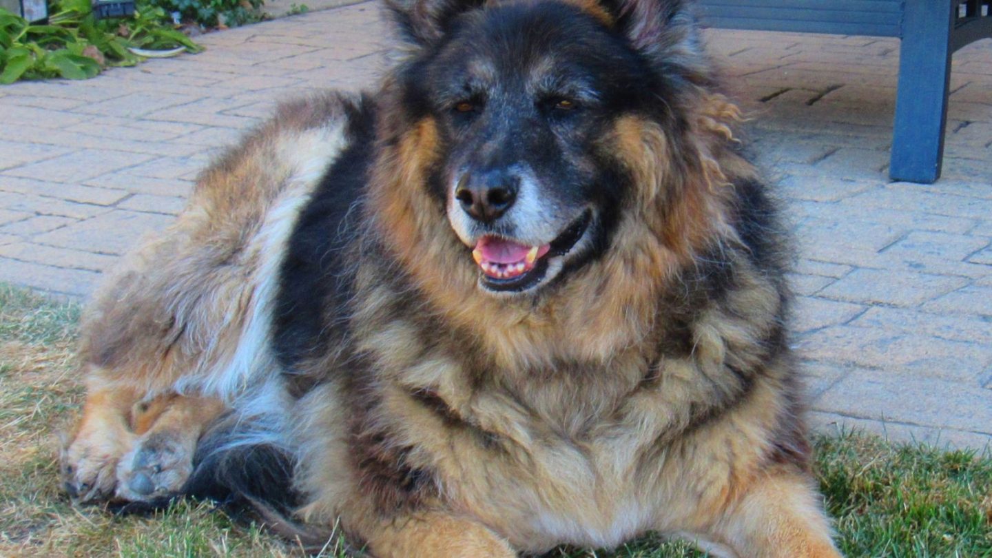 German Shepherd