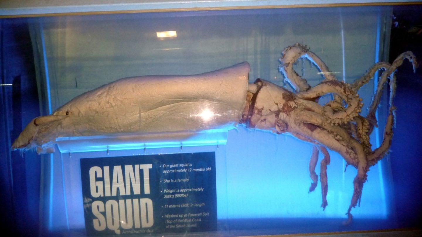 Most Bizarre Beach Discoveries
